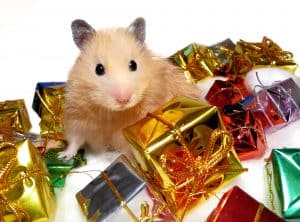 hamster surrounded by mini gifts