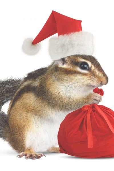 squirrel in santa hat holding gift bag