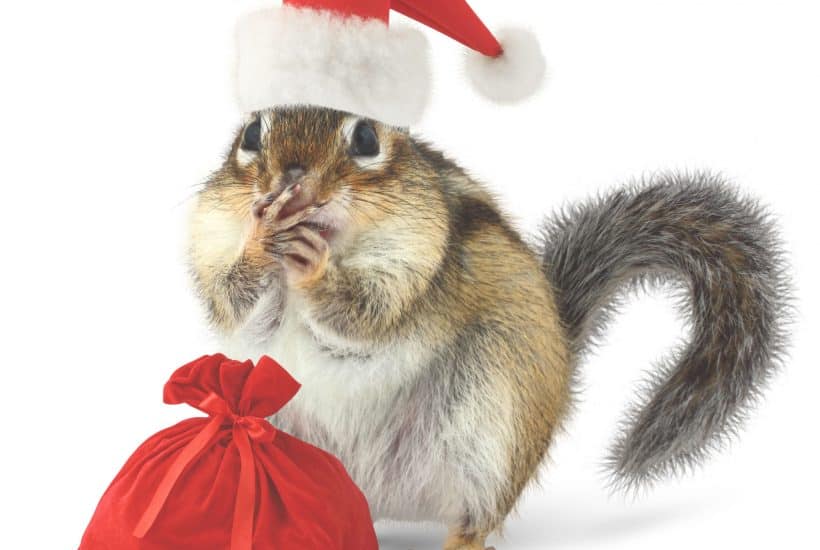 squirrel in santa hat holding gift bag